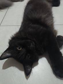 Re-home cat