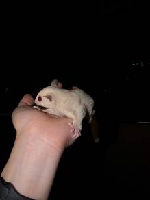 Red Eye Creamino Sugar Glider