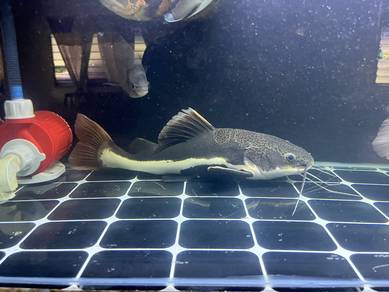 redtail catfish