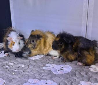 3 Guinea Pig