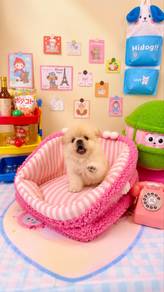 cute cute baby girl Pomeranian