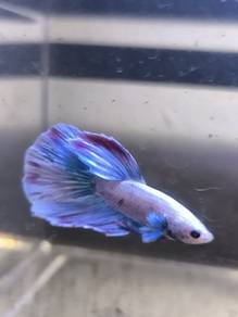 Ikan laga fancy