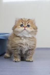 British Longhair Golden shaded male