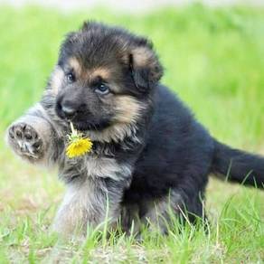 WEPP7000 German Shepherd adorable puppy #MKA