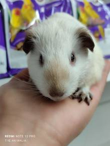 guinea pig