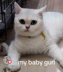 PURE BSH WITHOUT Cert