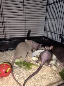 Fancy Rats Child