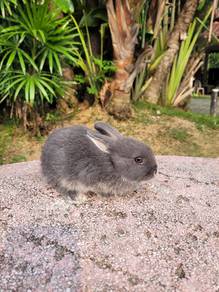 Rabbit Nd dwarf grey cute❤️❤️❤️