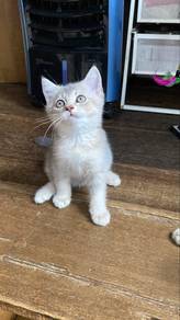 Kucing Bsh Blue vs Bsh golden