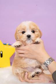 Poodle