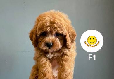 GPP5000 Toy Poodle brown haired sweet puppy