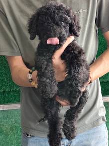 Giant Poodle Puppy 🐕‍🦺巨贵幼犬🐕‍🦺