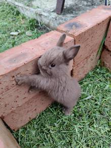 ND rabbit 🐇