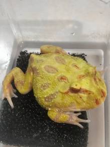 Pacman frog