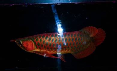 Arowana blood red 14inch 3a quality-wholesale