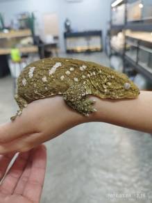Giant gecko