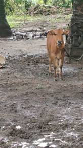 cow for sale 