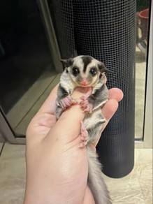 Classic grey sugar glider male very tame
