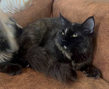 Maine Coon