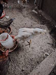 Ayam 