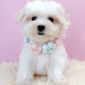 Maltese