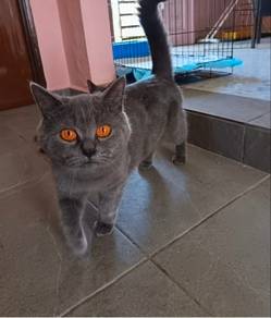 bsh sepasang