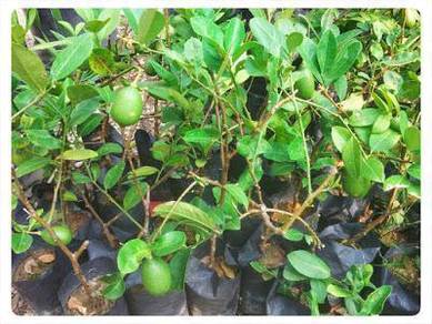 Benih Lemon Seedless