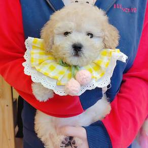Poodle