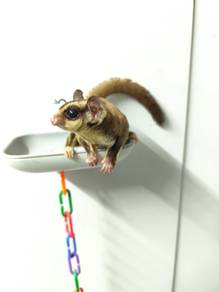 Sugar Glider Murah