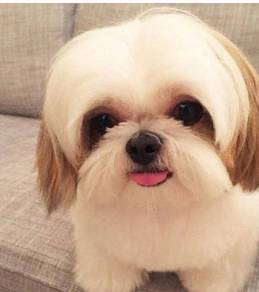 Shih tzu