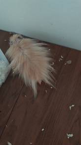 Hamster Big Bone Long Hair / Gebu