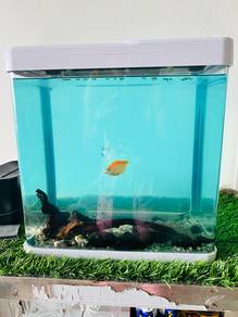 Fish Aquarium