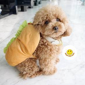 QWW10111 Tiny Poodle puppy dogs
