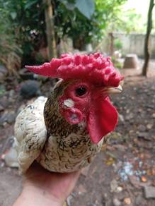 Silver Bantam