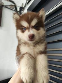 Wooly husky