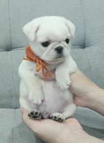 PUG PUPPIES 715🌻 Male White Color