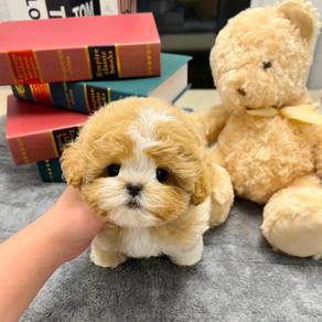 Quality Boy Maltipoo puppy