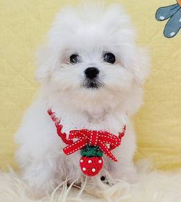 Bichon