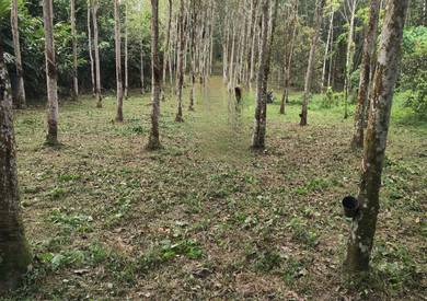 Agricultural Land in Mantin, NSN