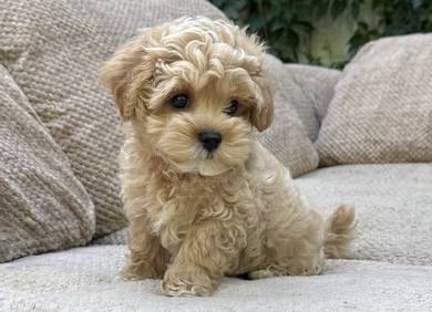 F7694 Wiggly Poodle Fluffy Cute Toy Puppy Puppy Do