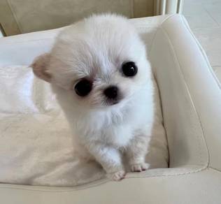 Chihuahua
