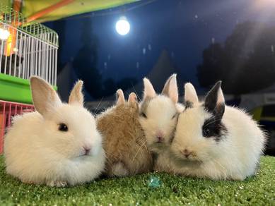 mini rabbit
