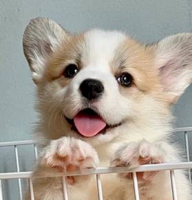 Welsh Corgi