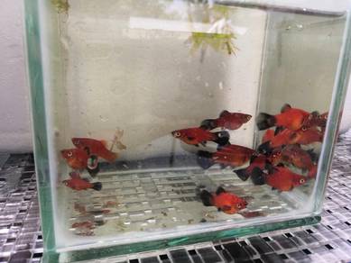 Red Wag Platy