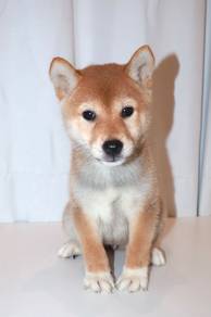 J0128 Shiba Inu Fox Look Curly Tail Puppy