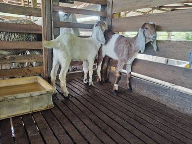 Anak Kambing jamlo