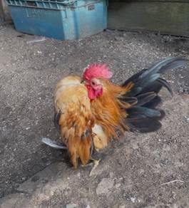 Ayam serama