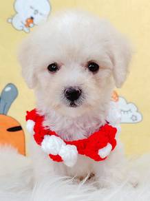 Poodle