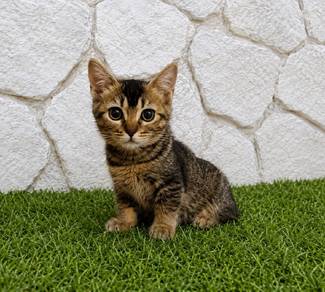 S8 Munchkin short legs 