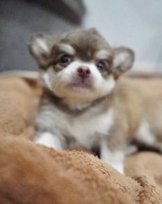 CHIHUAHUA PUPPIES 209🌷Head Apple Cute Dog